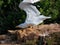 Seagulls on the Costa Brava, in northern Catalonia, Spain