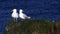 Seagulls couple on basaltic cliff by Arnarstapi village, Snaefellsnes, Iceland