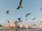 Seagulls at creek Dubai uae