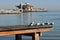 Seagulls on a dock