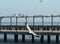 Seagulls at dock