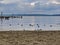 Seagulls and ducks on the beach of Lake Washington near the boat docks