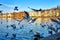 Seagulls and ducks feeding on the Pfaffenteich lake in Schwerin