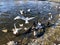 Seagulls and ducks in the river water