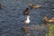 Seagulls and ducks on a spring lake in a national protected park. Survival of the fittest in the wild, conservation of the