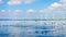 Seagulls and Ducks on the Veluwemeer in the Netherlands with Wind Turbines in a Large Wind Farm