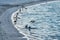 Seagulls at dusk in a beach in Galicia