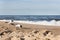 Seagulls eating on beach