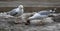 Seagulls eating a dead rat