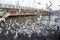 Seagulls eating fish leftovers thrown near Karakoy fish market