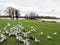 Seagulls eating and flying on lake and birds flying.