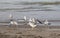 seagulls eats and left crumbs on the shore of the beach in the s