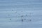 Seagulls enjoy free space on blue Mediterranean water