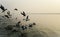 Seagulls enjoying in the morning in ganges river