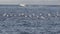 Seagulls enjoying sun on a calm sea surface,