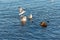 Seagulls enjoying a swim on the foreshore at Williamstown Melbourne