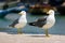 Seagulls in Essaouira port, Morocco