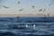 Seagulls Feast on Scraps in False Bay, South Africa