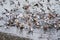 Seagulls feasting on anchovies.