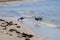 Seagulls feeding on the bay