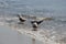 Seagulls feeding on the bay