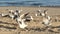 Seagulls feeding on a beach