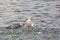 Seagulls feeding on the coast of the sea