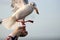 Seagulls feeding from human& x27;s hand