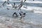 Seagulls feeding in shallow surf