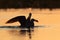 Seagulls feeding whit little crabs at sunset