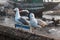 Seagulls on a fence in a port, Essaouira