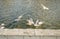 Seagulls fight for food on the water 2