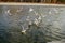 Seagulls fight for food on the water 5