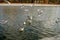 Seagulls fight for food on the water 8