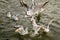 Seagulls fight for food on the water10