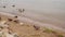 Seagulls fighting on the beach