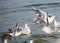 Seagulls fighting for food