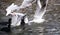 Seagulls fighting for food