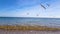 Seagulls are fighting for food on the beach in slow motion, seagulls on the ocean