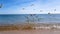 Seagulls are fighting for food on the beach in slow motion, seagulls on the ocean