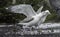 Seagulls fighting on ground