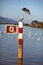 Seagulls fighting inflight on a pole in harbor