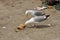 Seagulls fighting over a crab in a Fishing harbour.