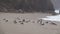 Seagulls fighting in the sand while raining in slow-mo
