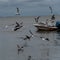 Seagulls fighting in sea