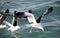 Seagulls fishing in the shark alley in the Atlantic Ocean in Gansbaai South Africa