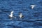 Seagulls fishing in small waves of the river