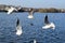 Seagulls In Flight On Lake