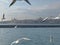 Seagulls flight maneuvers over the sea of â€‹â€‹bosphorus of istanbul