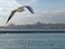 Seagulls flight maneuvers over the sea of â€‹â€‹bosphorus of istanbul